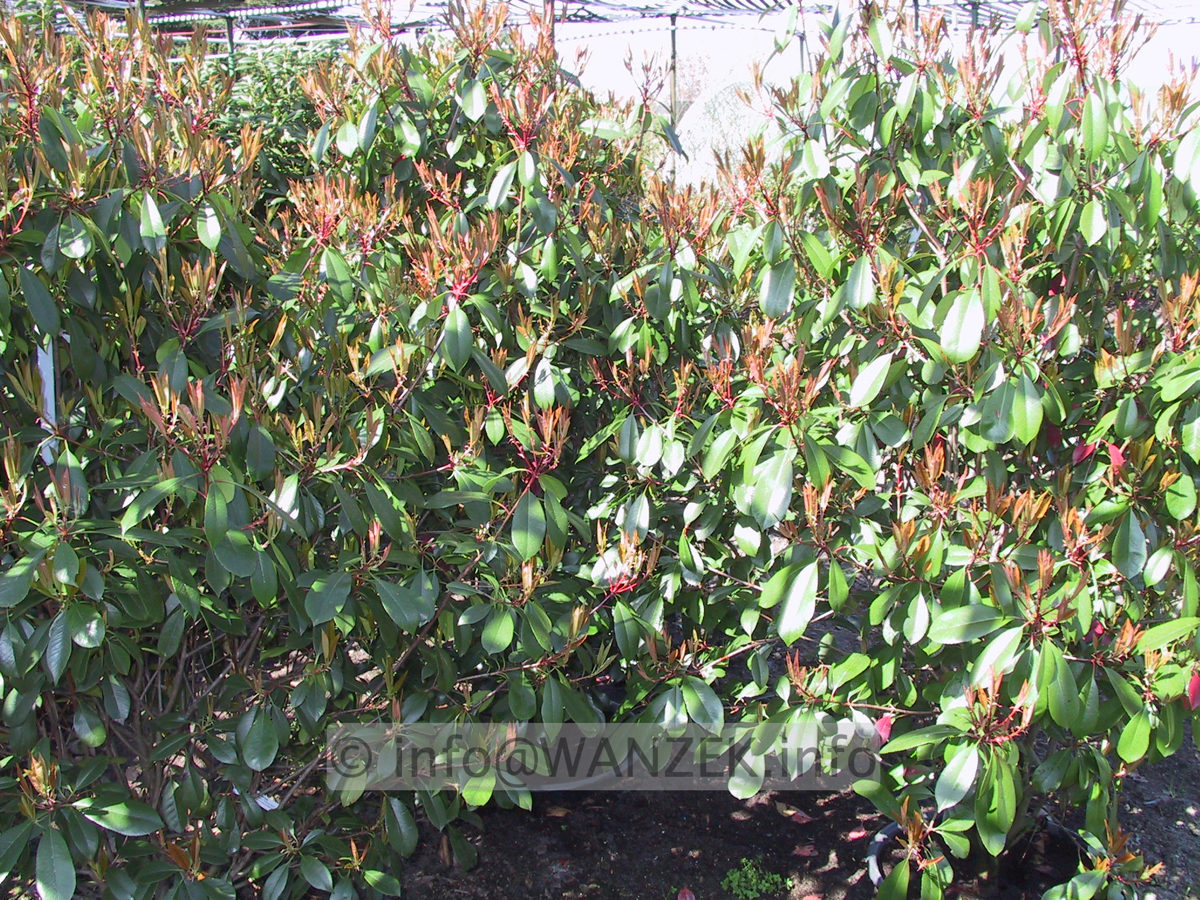 Photinia fraseri Red Robin - Sol1.JPG
